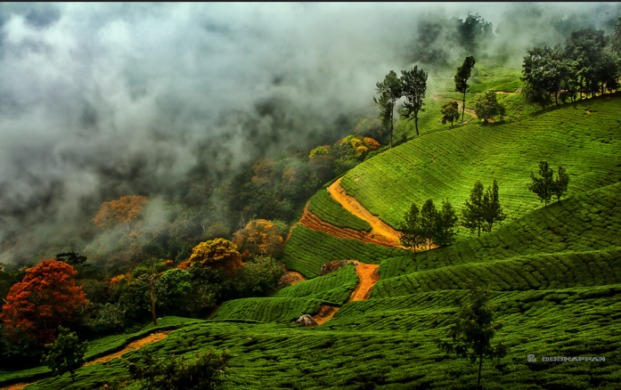 Kerala Highlights Tour Package